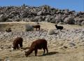 Alpacas
