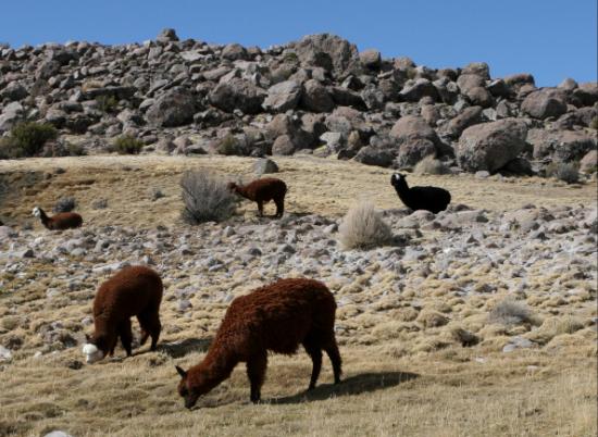Alpacas