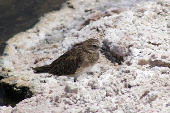 Bécasseau de Bird