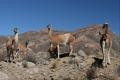 Guanacos