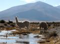 Lamas
