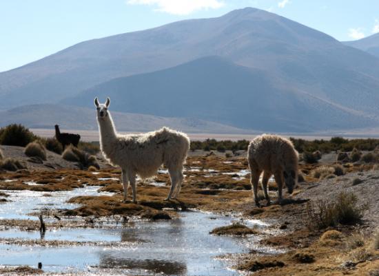 Lamas