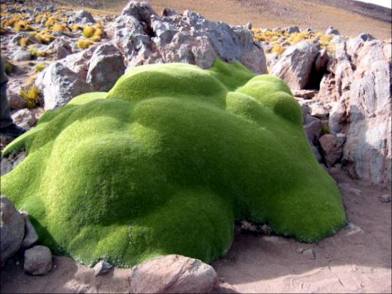 Llareta (Azorella compacta)