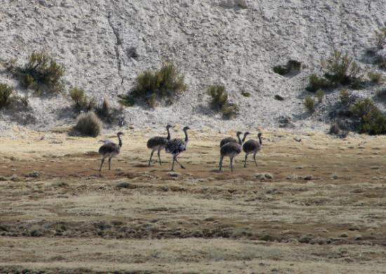 Groupe de nandous
