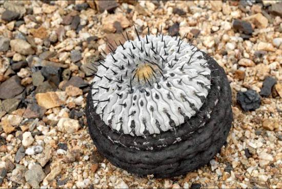 Cactaceae