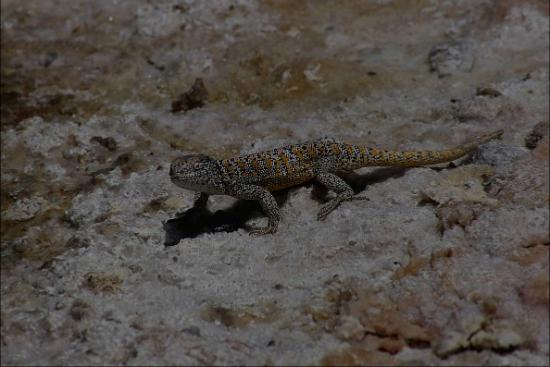 Lézard