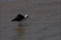 Avocette des Andes