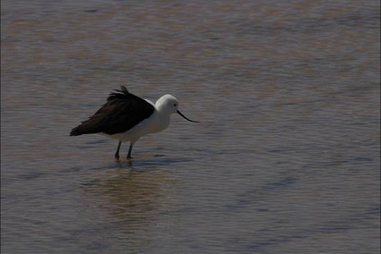 Avocette des Andes