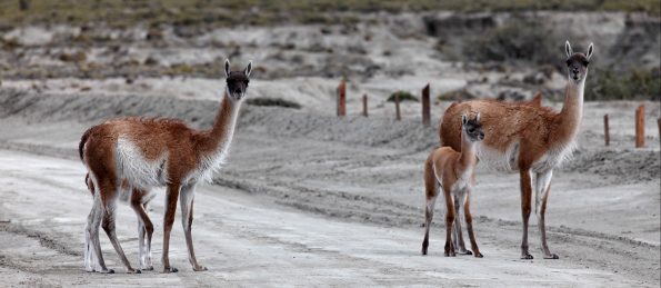 banner-Guanaco-Pag_3.jpg